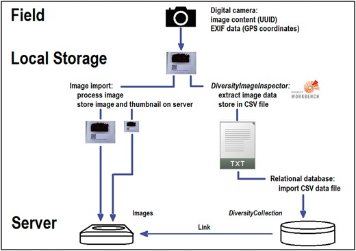 Simplified dataflow from digital camera to CSV document via DII with image storage and data import into the database DC.