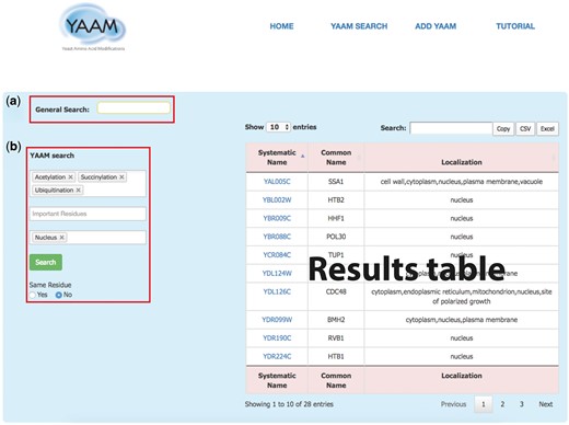 The YAAM search page enables the user to perform two types of search; (a) a General Search (upper red square) where the user could search by words, and (b) the YAAM search (lower red square) where is possible to search up to three different options of PTMs, active site or ion binding site and up to three options of localization sites. Additionally, the YAAM search can be restricted to search for modifications in the same amino acid residue. In the example, we show a YAAM search for acetylated, succinylated and ubiquitinated proteins in any residue with nuclear localization.