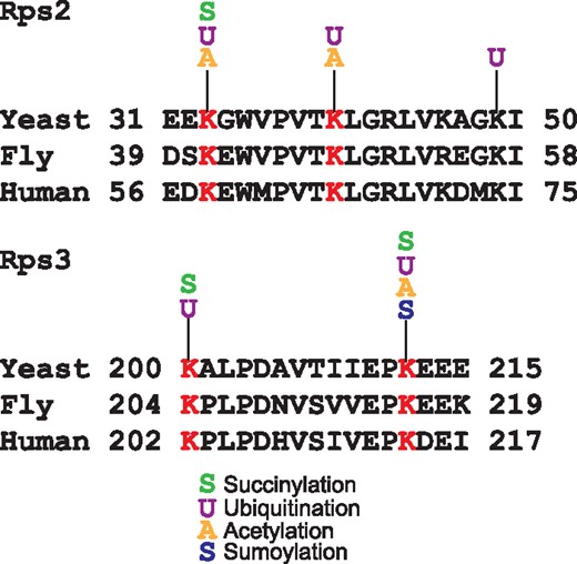 Alignments of Rps2 and Rps3 conserved ubiquitinated residues in yeast, fly and human. In red are shown the lysine residues reported as ubiquitinated in the three species. For each lysine the acetylated, succinylated, ubiquitinated or sumoylated residues experimentally reported in YAAM are shown.