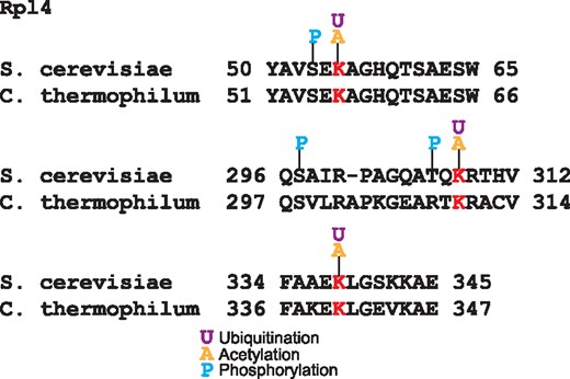 Alignment of Rpl4 ubiquitinated sites in S. cerevisiae and C. thermophilum. In red are the conserved lysine residues substrates of the ubiquitin ligase Tom1. These lysines are acetylated and ubiquitilated in yeast. In blue are shown the phosphorylated residues.