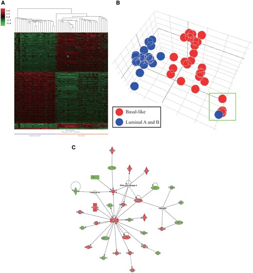 Differentially expressed genes in the basal and luminal subtypes of breast cancer cell lines from the CCLE dataset. (A) The heatmap of differentially expressed genes in the two subtypes. (B) The PCA plot of the two subtypes. The five HS cell lines (HS274T, HS281T, HS343T, HS578T and HS742T) are shown in the green rectangle. (C) The gene-gene interaction network of the differentially expressed genes as analyzed by IPA.