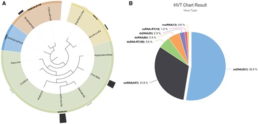 (A) Distribution of HVT events (endogenization) across different Phylum, outermost bars represent the number of HVT cases in the taxa shown. (B) HVT chart result from database search including all cases reported in the database, ssDNAs >50% of all known HVT events.