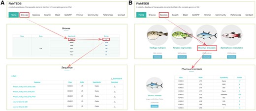 User interface introduction. (A) Browsing data shown in a superfamily-centric way; (B) Browsing data shown in a species-centric way.