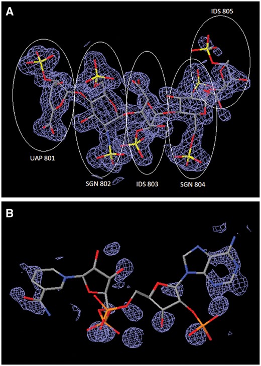 Comparison of ligand structures with 3D electron-density views. The electron-density maps shown in Figure 4A and B are 2m|Fo|-D|Fc| maps contoured at 1.0 σ cutoff. (A) Good electron-density fit for heparin oligosaccharide at residues 801–804 bound to annexin in PDB entry 2HYV. (B) Poor electron-density fit for NADP bound to alcohol dehydrogenase in PDB entry 1ZK4.