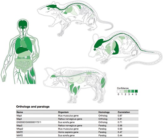Summary figures for all the covered organisms. The web interface provides a comprehensive figure for each organism where the tissue associations for the queried gene are summarized. In this example, we are showing the tissue expression profile for the Microtubule-associated protein tau (MAPT) known to be related to Alzheimer’s disease (57). The ortholog–paralog table provides information about homologous proteins and their tissue–expression correlation with the query protein.