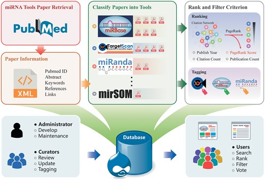 Overview of miRToolsGallery architecture. First, miRNA tools are manually curated from PubMed and basic information is extracted. Second, papers are catalogued based on each tool. Finally, calculations of rank criterion and tagging the tools are performed in the back end. In miRToolsGallery, the administrator is in charge of development and maintenance of the database. Curators collect, upload and label the tools in the system. Anonymous users are end users that can freely filter, rank and search the tools. Their improvement suggestions or reports provide the updates and basis for future versions of miRToolsGallery.