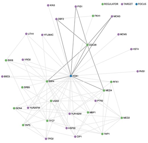 Regulatory network visualization for YOX1, shown in blue. The network is drawn using the sigma.js visualization library (sigmajs.org). Regulators are indicated in green, targets in purple. Mousing over any gene in the network highlights its local sub-network, as indicated here for CDC28, a regulator of YOX1. 