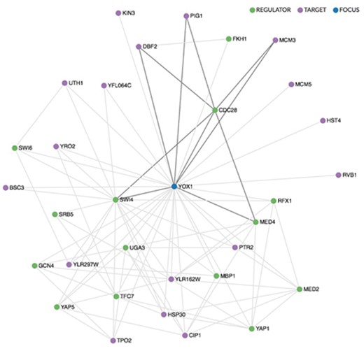 Regulatory network visualization for YOX1, shown in blue. The network is drawn using the sigma.js visualization library (sigmajs.org). Regulators are indicated in green, targets in purple. Mousing over any gene in the network highlights its local sub-network, as indicated here for CDC28, a regulator of YOX1.