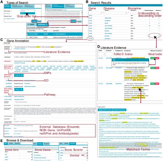 (A) The page of ‘Home’ supports three types of queries: search by gene name, search by nucleotide or protein sequence. Users can submit the gene name of ‘CCL22’ in the search box. Users can also search the gene by sequence, and the sequence identity score from BLAST will be listed. Users can specify the matched gene symbol and click ‘continue’ for result page. (B) On the result page, a table containing the queried gene associated human disease terms and supporting evidence is displayed. (C) After clicking the gene name of ‘CCL22’ in the page of ‘result,’ users can see detailed annotation about this gene and cross references to external databases. (D) After clicking the number of the evidence abstracts or sentences in the page of ‘result,’ users can see a table containing the gene, associated disease term, the PubMed ID, the evidence sentence and the manual validation information. Users can also click on the link of evidence in this page to see the original abstract highlighted with the key words. (E) The page of ‘Browse & Download’ presents three different approaches for browsing. All the information can be downloaded.