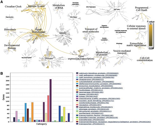 Bioinformatics analysis of the human allergy-related genes. (A) Biological pathway analysis using Reactome. (B) Protein class analysis using PANTHER.