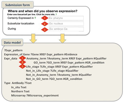 Submission form and WormBase Expression pattern data model. A simplified example that shows how metadata captured through the form represent specific data fields in the data model. For gene expression, authors can describe the spatio-temporal localization of a transcript/protein by choosing terms from pre-defined ontologies. We use the C. elegans anatomy ontology to describe localization in cells/tissues, the GO Cellular Component Ontology to describe subcellular localization and the C. elegans developmental ontology to capture temporal expression. We allow authors to choose from pre-designed qualifier fields (certainly expressed, partially expressed, possibly expressed and NOT expressed) that allow a more detailed description of the pattern.