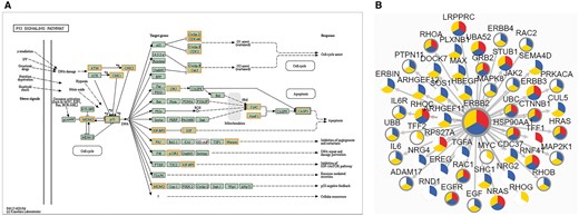 The result of ‘Networks’ query way. (A) The result of ‘KEGG Pathway’ query. Candidate proteins should be entered first and KEGG pathway ID should be selected. A colored KEGG pathway will be drawn with drug targets highlighted in the result. Orange means drug targets in our database, blue means the queried proteins. (B) The result of ‘PPI’ query. The page demonstrates association network of ERBB2 in Breast cancer with 900 score threshold of network edge and multi-level annotation of network node. Nodes are divided into three colored sectors. Red means the protein is differentially expressed. Blue means the protein is with variations. Yellow means the protein has PTMs. The gray edge means that this protein is a drug target.