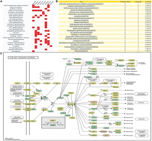 The returning page of enrichment analysis. (A) A heatmap is drawn showing the distribution of queried proteins in pathways. (B) The table lists those enriched pathways with a threshold of P-value <= 0.05. (C) DEPs on KEGG pathway maps. Blue means query proteins. Orange means the DEPs in our database and red means both DEPs and query proteins.