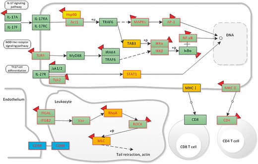 The distribution of liver-associated proteins in immune system related signaling networks. Orange means the up-regulated protein, blue means the down-regulated protein. Protein with mutation information is colored by red frame. The drug targets are attached with a red symbol.