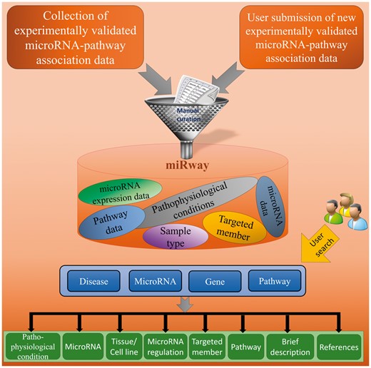 The schematic representation of miRwayDB.