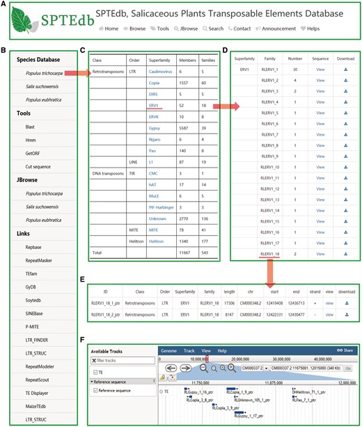 SPTEdb organization and the description of browse functional sections in the database. (A) The top menu of SPTEdb. (B) The side menu of SPTEdb. (C)–(E) The user interface of browsing in SPTEdb and the results of some samples. (F) Genome sequence view in JBrowse.