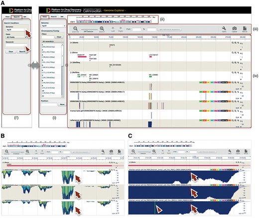 GE implemented on Maser. (A) GE display is composed of four components: (i) Genome box, (ii) Chromosome bar, (iii) Control menu bar and (iv) Mapping view. (i) The left Genome box shows a list of chromosomes or scaffolds of reference genomes the user has selected. The user can specify the chromosome and position to be displayed or search a specific gene by keywords (Entrez gene ID, Refseq ID, gene name and symbol) in the Search tab (i'). (ii) The top Chromosome bar shows the location in the chromosome displayed. (iii) The second top Control menu bar has multiple functions. There are buttons to zoom in and out of the chromosome, shift left or right on the chromosome region and retrieve any sequences in the range specified in the ‘From’ and ‘To’ boxes. The ‘Option’ button is used for selecting datasets displayed on the mapping view and changing plot format. (iv) The Mapping view is composed of multiple tracks that show the position of Entrez gene, Refseq transcripts, and mapping results. (B) Magnified mapping view with the detected methylation sites output from the BS-seq pipeline. The methylation patterns of all CpG, CHH and CHG regions throughout the genome are shown in cyan, green, and yellow, respectively (arrows). (C) Magnified mapping view with the detected SNVs and indels output from the Resequencing (Exome-seq) pipeline. The arrows and arrowhead indicate T variant (red vertical bar) and A variant (green vertical bar), respectively.