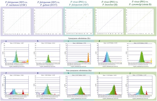 Syntenic dot plots between P. vivax, P. falciparum and related species. Top left: syntenic dot plot of pairwise comparisons in species with different levels of relatedness to P. falciparum (sister species, P. reichenowi; closely related species, P. gaboni). Top middle: syntenic dot plot of pairwise comparison between distantly related species P. falciparum and P. vivax. Top right: syntenic dot plot of pairwise comparisons in species with different levels of relatedness to P. vivax (sister species, P. cynomolgi; closely related species, P. knowlesi). Middle (a–e): histograms of Ks values for syntenic genes between species pairs: a P. falciparum vs. P. reichenowi (https://genomevolution.org/r/ljhj); b P. falciparum vs. P. gaboni (https://genomevolution.org/r/ljhl); c P. falciparum vs. P. vivax (https://genomevolution.org/r/ttfp); d P. vivax vs. P. knowlesi (https://genomevolution.org/r/lquk) and e P. vivax vs. P. cynomolgi (https://genomevolution.org/r/lquj). Bottom (f–j): histograms of Kn values for syntenic genes between species pairs: f P. falciparum vs. P. reichenowi (https://genomevolution.org/r/lsz2); g P. falciparum vs. P. gaboni (https://genomevolution.org/r/lsz5); h P. falciparum vs. P. vivax (https://genomevolution.org/r/ttft); i P. vivax vs. P. knowlesi (https://genomevolution.org/r/norf) and j P. vivax vs. P. cynomolgi (https://genomevolution.org/r/nore). Links to regenerate these analyses are in Supplementary File S2.