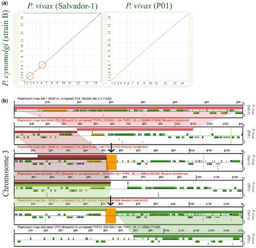 Analysis of breakpoint regions in P. vivax (Salvador-1). (a) SynMap pairwise comparisons of P. vivax strains Salvador-1 (https://genomevolution.org/r/lj12) and P01; (https://genomevolution.org/r/lquj) with P. cynomolgi. Orange circles show apparent inversions in P. vivax (Salvador-1). (b) Microsynteny analysis of the third chromosome’s shows breakpoint region close to region of poor sequence quality in orange (black arrow) (https://genomevolution.org/r/pho0). Wedges formed between adjacent genomes show regions of sequence similarity, a colinear set being used to identify syntenic blocks. Links to regenerate these analyses are in Supplementary File S2.