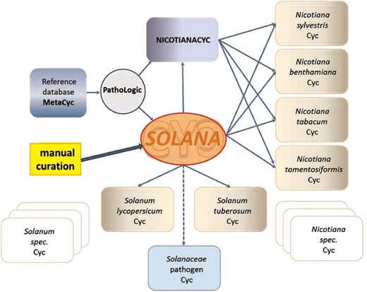 Creation and curation flux of SolanaCyc (explanation see text).