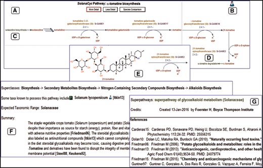 Representation of the ?-tomatine biosynthesis in SolanaCyc. (A) Pathway diagram. (B) Indicative evidence for the curation status of the pathway. Hyperlinks to related pathways that either feed into (C) or branch out (D) of the pathway. (E) Structure of pathway compounds after increasing the detail of the pathway. (F) Pathway summary with (G) corresponding literature that is linked to external databases (see also text).