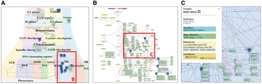 DNA repair map in NaviCell format. (A) Global layout of the map with maprker indicating BRCA1 protein distribution, (B) Individual module layout H HR, (C) Callout window with annotation of BARD: BRCA1 complex.