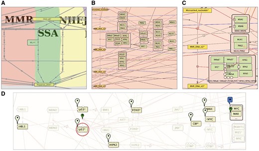 Semantic zooming and entity visualization on DNA repair map. (A) Canonical pathways view, (B) hide-details view, (C) detailed view, (D) highlighting p53 neighbours.