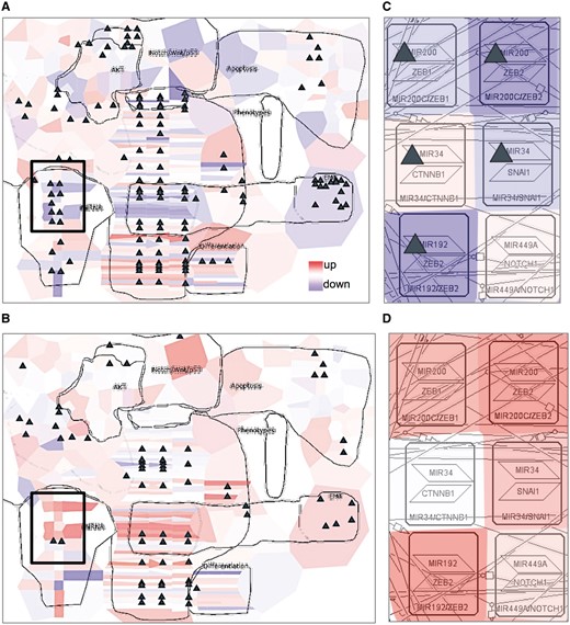 Visualization of cancer high-throughput data in the context of DNA repair map. Visualization of gene expression from ovarian cancer samples in a form of map staining and mutation profile in a form of glyph (triangle). (A) Proliferative and (B) mesenchymal classes of ovarian cancer. Zoom in on EMT regulators in (C) proliferative and (D) mesenchymal classes of ovarian cancer. Proliferative group, n = 87, mesenchymal group, n = 96.