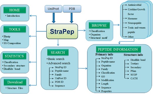 The overall architecture of StraPep.
