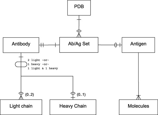 A PDB file may have single or multiple antibody–antigen (Ab/Ag) sets. The notation is in Information Engineering Style: a single line indicates one item; two lines indicates exactly one mandatory item; a single line and a circle represents zero or one item; a crowsfoot with a circle indicates zero or more items; a crowsfoot with a line indicates one or more mandatory items. Each Ab/Ag Set contains exactly one antibody. An antibody may be ‘complete’ (containing one light and one heavy chain), or may be a light-chain dimer or heavy-chain monomer. Each Ab/Ag Set also contains zero or one antigen which contains one or more molecules or chains. Note that the same antigen may take part in more than one Ab/Ag Set.