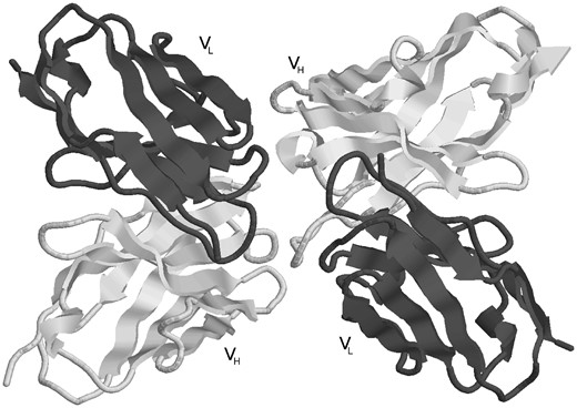 An example of an anti-idiotype antibody where one antibody is interacting with the CDRs of another antibody. The processing pipeline generates two structures with each antibody treated as antibody and antigen, respectively (PDB entry: 1DVF).