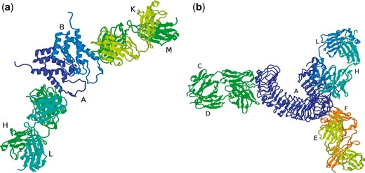 (a) PDB file 1AFV containing two copies of the same antibody (chains H/L and K/M) complexed with two copies of the same antigen (chains A and B), (b) PDB file 3ULU containing three different antibodies (chains C/D, E/F and L/H) interacting with different parts of the same antigen (chain A).