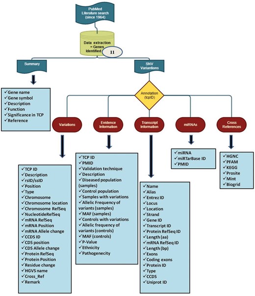 Flowchart of work plan for mutTCPdb. The database consist of (1) extraction of data from literature that includes complete information about the variants studied so far in TCP and (2) annotating the variants manually and categorizing them in various sublevels to define each variant completely.