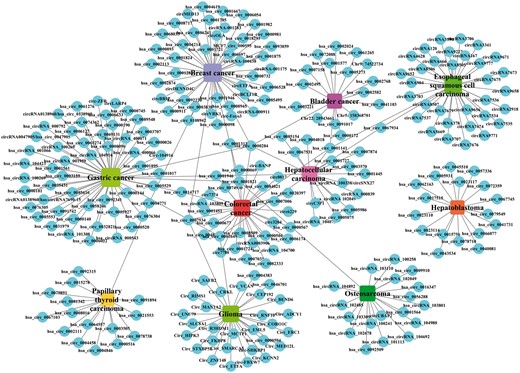 A bipartite network composed of top 10 disease-related circRNAs. Rectangles and circles corresponded to disease names and circRNA names, respectively. An edge corresponds to the experimentally circRNA-disease associations. The size of node corresponds to the degree of these nodes.