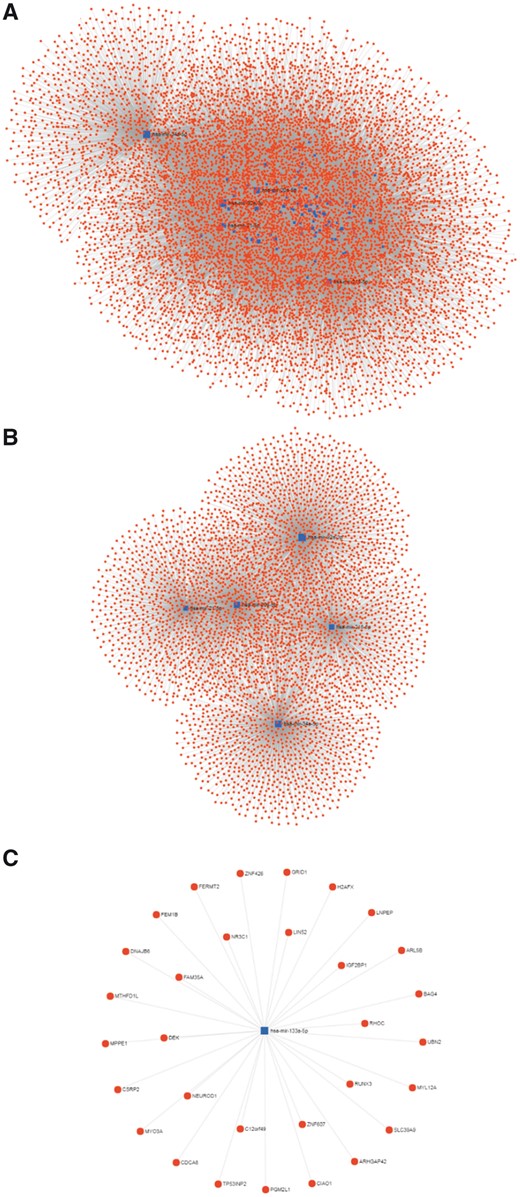 miRNA–gene interaction network for miRNA biomarkers of the CBD. The blue square represents the miRNA, and the red circle represents gene. (A) Overview of the miRNA-gene network. (B) Top 5 miRNA with largest degree and their interaction networks. (C) The interactions of has-mir-133a-5p.