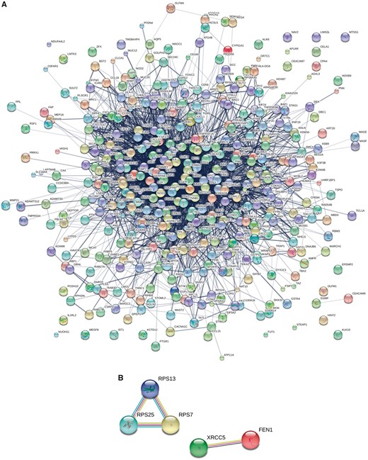 PPI networks for protein biomarkers in the CBD. (A) The different circles represent different proteins. Different lines mean different kinds of interactions around the proteins. (B) Predicted functional partners by String. According to the known interactions from curated databases and experiments; predicted interactions from gene neighbourhood, fusion-fission events, occurrence; other information such as text-mining, co-expression and protein homology in PPI, PPS13-PRS25-RPS7 and XRCC5-FEN1 are predicted as functional partners by string. Known interactions: Sky blue (--) from curated databases; Purple (--) experimentally determined; Predicted interactions: Green (--) gene neighborhood; Red (--) gene fusions; Vivid blue (--) gene co-occurrence; Others: Yellow (--) text mining; Black (--) co-expression; Dutch blue (--) protein homology Figure legend.