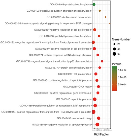 A bubble plot displaying the 20 most significant terms after performing GO enrichment analysis. Bubble colours represent the corrected P-value. Bubble sizes indicate the number of genes.