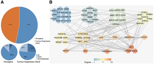 (A) The cancer-related genes that were classified as oncogenes and TSGs. (B) The PPI network of the collected cancer genes. All genes were sorted by their degree in the network, and all genes with the same degree were clustered together. The degree represents the prominence of the node, which is equal to the number of edges connected to it. The node colour means each gene’s degree.