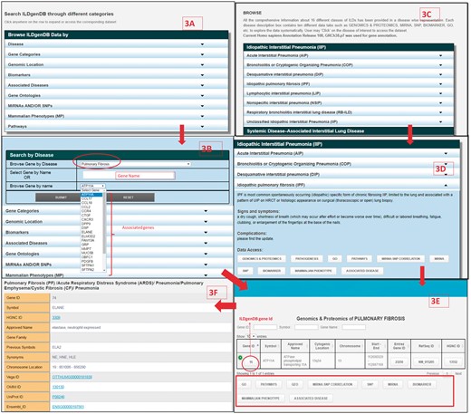 Retrieval of information from ILDgenDB knowledge resource using ‘Search’ and ‘Browse’ options; (A) exploring different categories of data using ‘Search’ option; (B) determining gene’s association with disease by choosing ‘Disease’ option in ‘A’ with ‘IPF’ as query term and selecting gene name as ‘ATP11A’; (C) exploring each disease classes information of ILDgenDB using “Browse” option; (D) accessing 10 different categories of data related to a disease ‘IPF’ by exploring hyperlinked each tab; (E) output of genomic and proteomics tab and similar output is also obtained from (B); and (F) output page displaying all related information to a gene (ELANE) after clicking on its ‘Gene ID’.