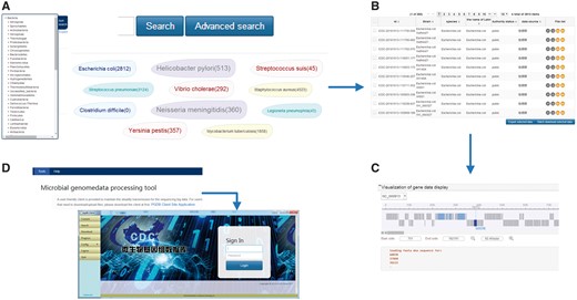 (A) Sample search page. The search box on the top is for keyword-based search, which can quick and focus searches; click on the advanced search can allow the user to accurate and customized searches; on the left side is the classification list according to the species relationship and the sample sources in the genome and metagenomic database pages, respectively; in the middle displays the top 10 hot words, which can directly to be linked to the corresponding data. (B) Sample search result list. From left to right in the genome result list is the ID number of MPD, strain, species, the name of Latin, authority status, data source and file list. (In the metagenome result list is the ID number of MPD, project information, sample source, sequencing method, authority status, data source and file list.) (C) Sample of the online dynamic visual display for microbial genomes. It depends on the genome feature annotation file and the genomic data file, which can scan gene location, length, etc., by simply clicking and dragging the mouse. (D) The local client for data transfer. The local client can be downloaded from the tools page on the website, which is provided as a zip file. The user can directly log in to the client by double-clicking the ‘exe’ file contained in the folder after unzipping the file.