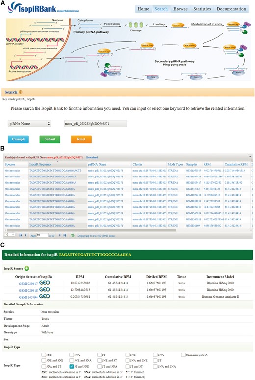Screen shots of User Interface—Search. One of the three provided options, piRNA name, was used to search the database (A). Upon clicking the submit button, the search results will be displayed in tabular form (B). Extensive information of the isoform (C).