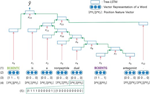 The architecture of our tree-LSTM model. (1) The target words in the sentences are underlined. (2) Vector representations of words from a pre-trained word embedding. (3) Vector form of subtree containment feature for each leaf. (4) Position feature vectors. PV_1 and PV_2 are the relative distances of the first and second target words from the current word, respectively. (5) An example of the position feature vector when the current word is ‘dual’.