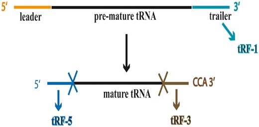 Biogenesis of different types of tRFs from precursor and mature tRNAs.