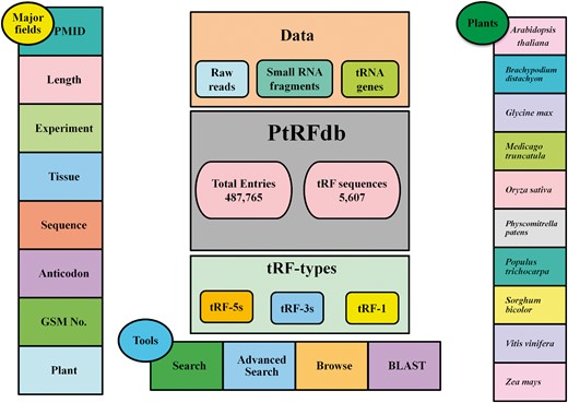 Overall representation of PtRFdb database.