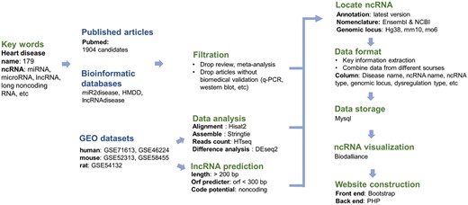 The whole pipeline of database construction. The titles in blue mark the sources of data in HDncRNA, and the titles in green represent steps of database construction.