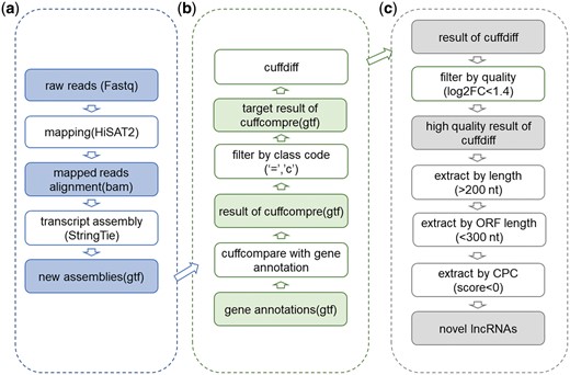 The workflow of lncRNA analysis and prediction. (a) Initial assembly. Raw reads were mapped to reference genome of corresponding species. When Cufflinks ran, −g parameter was dropped to find new transcripts. (b) Cufflinks toolkit usage for novel lncRNAs detection. During novel lncRNA prediction, Cuffcompare and Cuffdiff were used. (c) Predict potential novel lncRNAs from results got from Cufflinks. During the prediction process, threshold of log2FC of FPKM was set as 1.4, length threshold was set as 200 nt, threshold of ORF length by ORF predictor (29) was set as 300 nt and threshold score of CPC (coding potential calculator) (30) was set as 0.