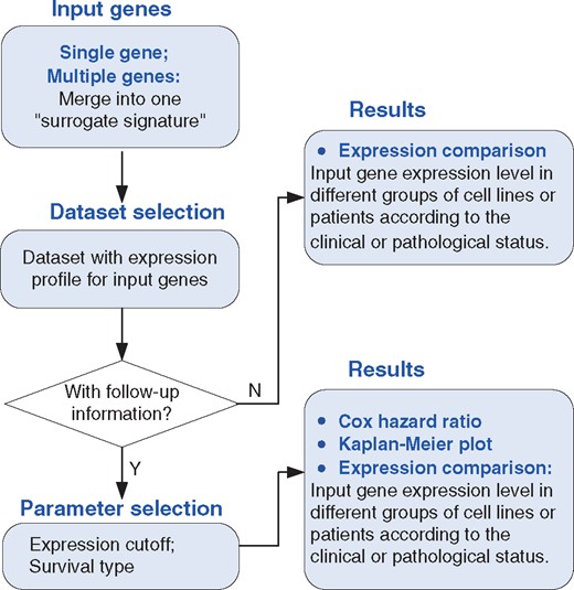 Overview of the KM-Express web-tool. A flowchart showing how KM-Express works. If the input genes are expressed in the selected dataset, KM-Express will generate an output of their expression level in different groups of patients or cell lines according to the clinical or pathological parameters. If the selected dataset contains follow-up information, the user will be asked to select the expression cutoff to define the high and low expressed groups of patients. After the user chooses the available patient outcome, logrank test is used to determine if high and low expressed groups of patients have significantly different survival rates. The output will contain the Kaplan–Meier plot with hazard ratio and significance P-value. If the input contains multiple genes, the survival analysis will be done for the surrogate gene, which represents the average expression level of all the input genes.