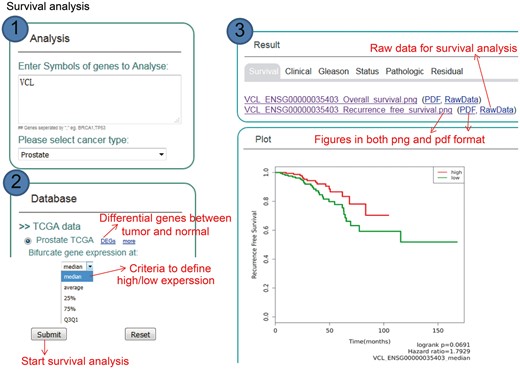 Step-by-step usage of KM-Express for survival analysis. (1) Enter the gene symbol in the box provided. When users input multiple genes, gene symbols should be separated by ‘,’. The expression level of the multiple genes will be averaged and used for survival analysis. After the cancer type is selected, the RNA-seq data available for survival analysis will be shown in ‘Database’ panel. (2) Select the survival measure. The survival outcome is calculated as biochemical recurrence for tumor or without tumor for prostate cancer and dead or alive status for breast cancer. Next, select the criteria to divide the patients into two groups, one group highly expressing the input gene, the other group lowly expressing the input gene. For median/average/25%/75% cutoff, higher than the threshold corresponds to highly express group, others are lowly express group. For Q3Q1, highly expressed group represents patients with input gene expression >75% patients, while the lowly expressed group represents patients with input gene expression <25% patients. (3) The output provides KM-plot figures in both PDF and PNG format. The significance P-value and hazard ratio are provided in the figure along with the summary of input genes and user-selected parameters.