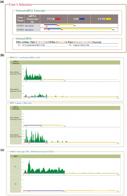 The result page of the search mode. (a) The information about the selected mRNA transcripts and RPDs is provided. (b) The ribosome binding patterns on different mRNA transcripts in the same RPD are shown. (c) The ribosome binding patterns on the same mRNA transcript in different RPDs are shown.