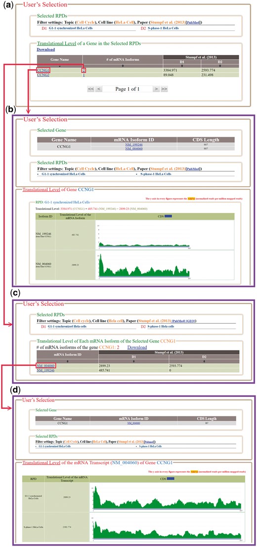 The result page of the browse mode. (a) The information (gene name, the number of mRNA isoforms and the translational levels in the selected RPDs) of each gene to be shown is provided. (b) When clicking on an item in the ‘Gene Name’ (e.g. CCNG1), HRPDviewer returns a page showing how the translational levels of the gene CCNG1 in different RPDs are calculated. (c) When clicking on an item in the ‘# of mRNA Isoforms’, HRPDviewer returns a page containing information (mRNA isoform ID and the translational level in the selected RPDs) of each mRNA isoform of the selected gene. (d) When clicking on item in the ‘isoform ID’ (e.g. NM_004060), HRPDviewer returns a page showing how the translational levels of NM_004060 in different RPDs are calculated.